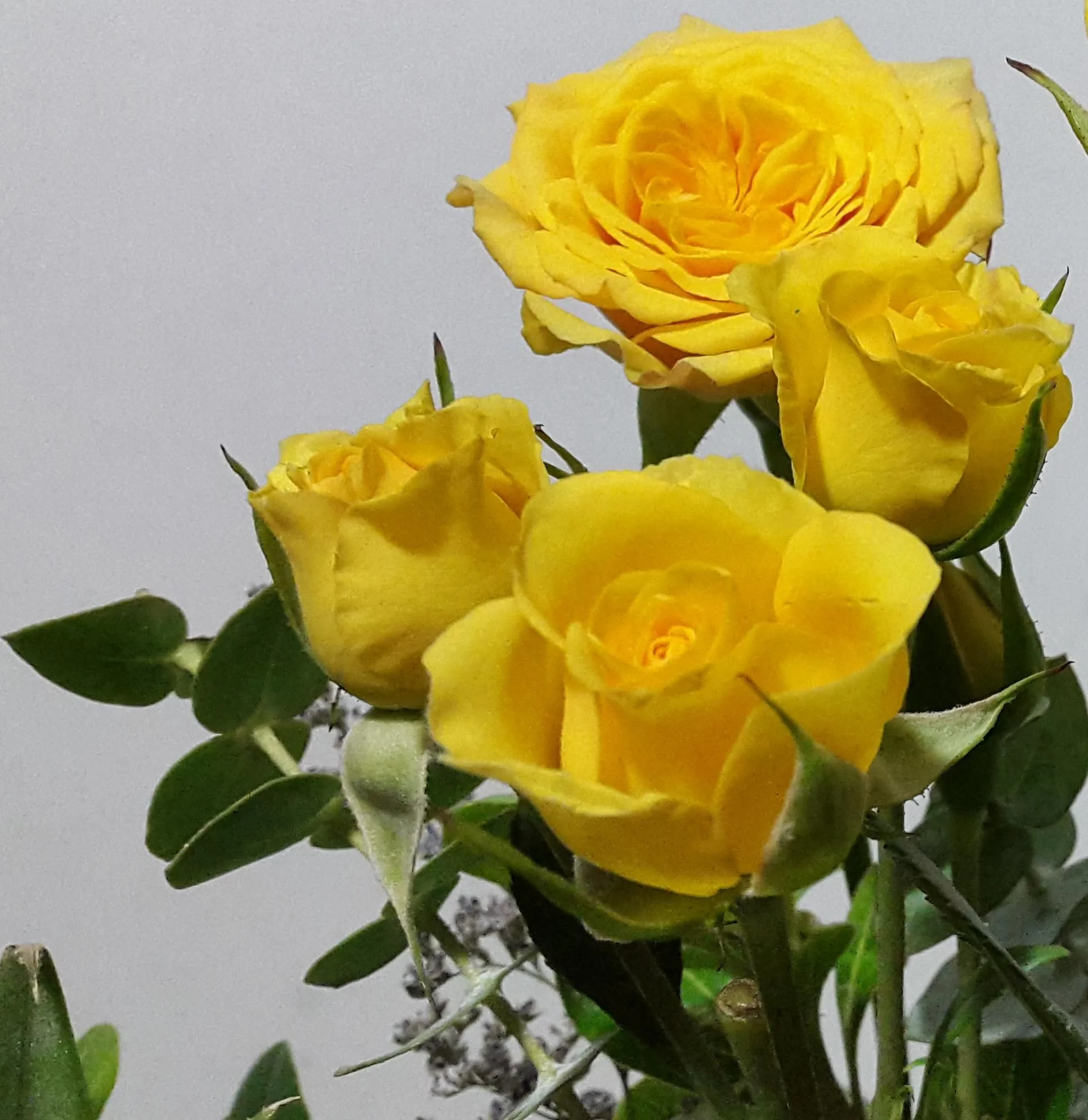 FOTO Y VIDEO  DOLORES HIDALGO